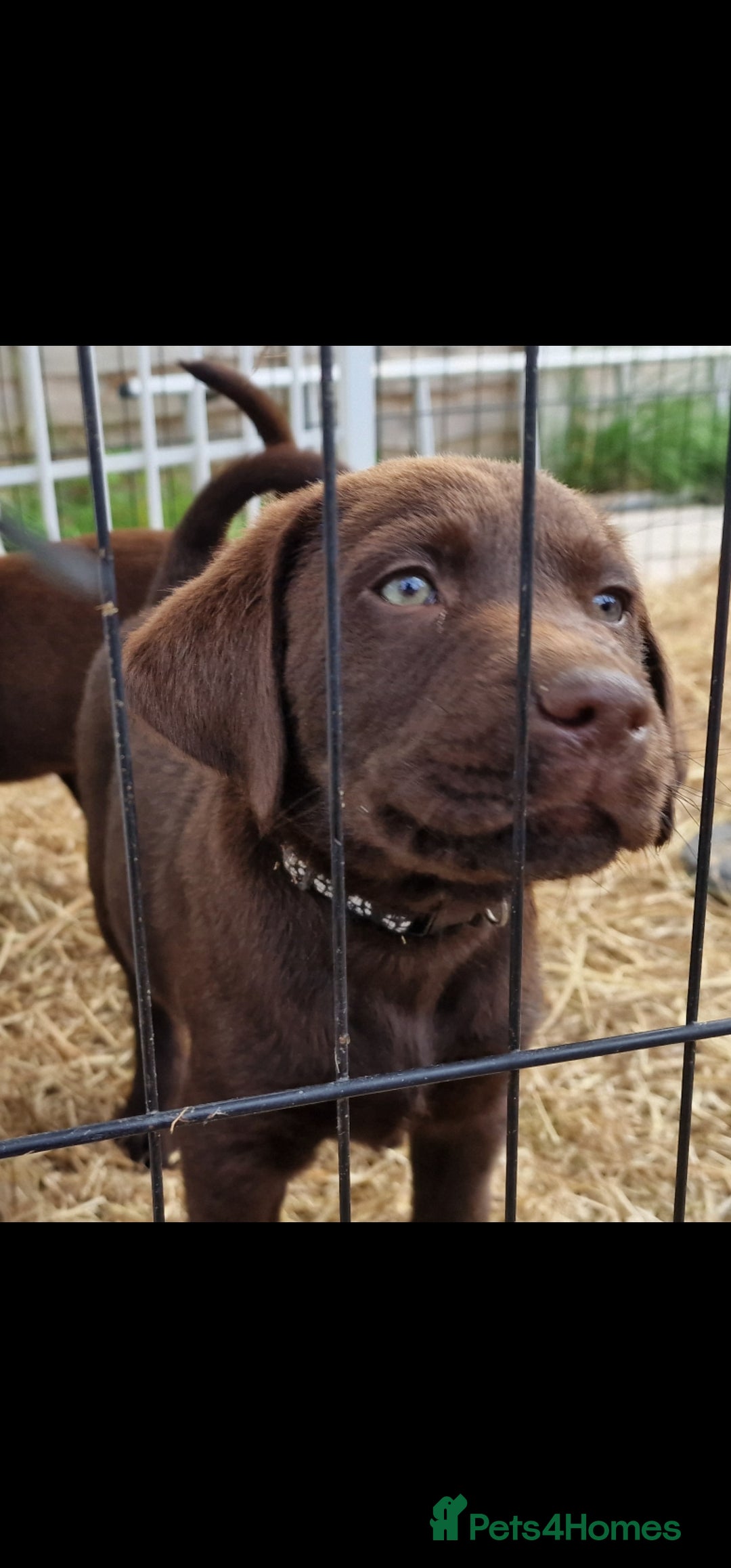 Labrador Retriever dogs for sale: KC REG.. READY NOW!. CHOCOLATE LABRADOR  - Image 12
