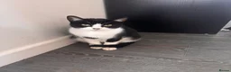 Mixed Breed cats for sale: Kittens for sale  - Advert 2