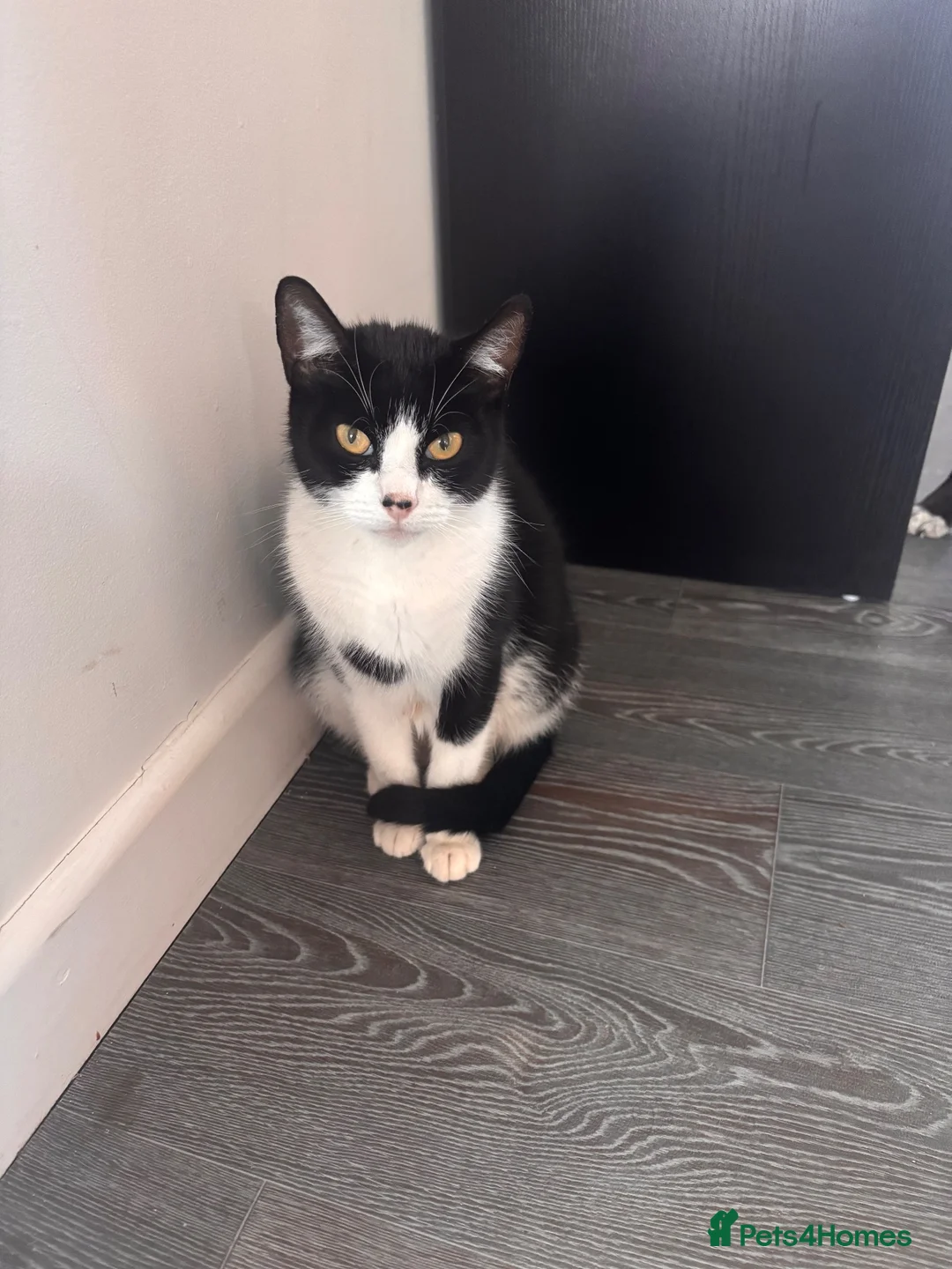Mixed Breed cats for sale: Kittens for sale  - Advert 2