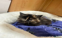 British Longhair cats for sale: 8 weeks old gorgeous kittens for sale - Image 6