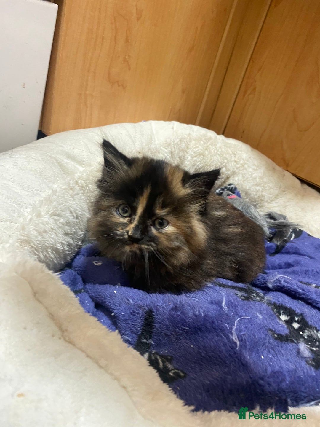 British Longhair cats for sale: 8 weeks old gorgeous kittens for sale - Image 6