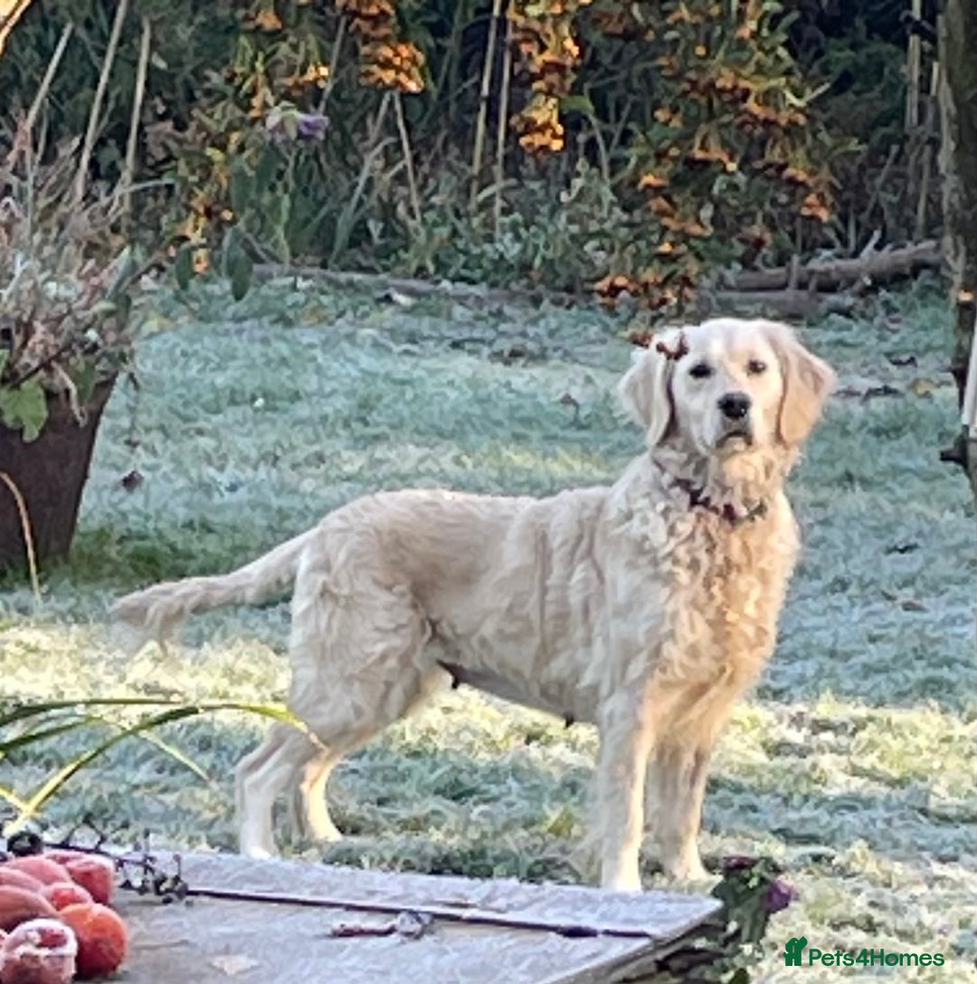Golden Retriever dogs for sale: Golden Retriever Bitch  - Advert 1