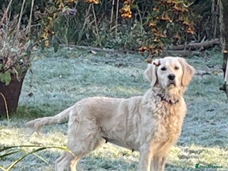 Golden Retriever dogs Golden Retriever Bitch - Advert 1