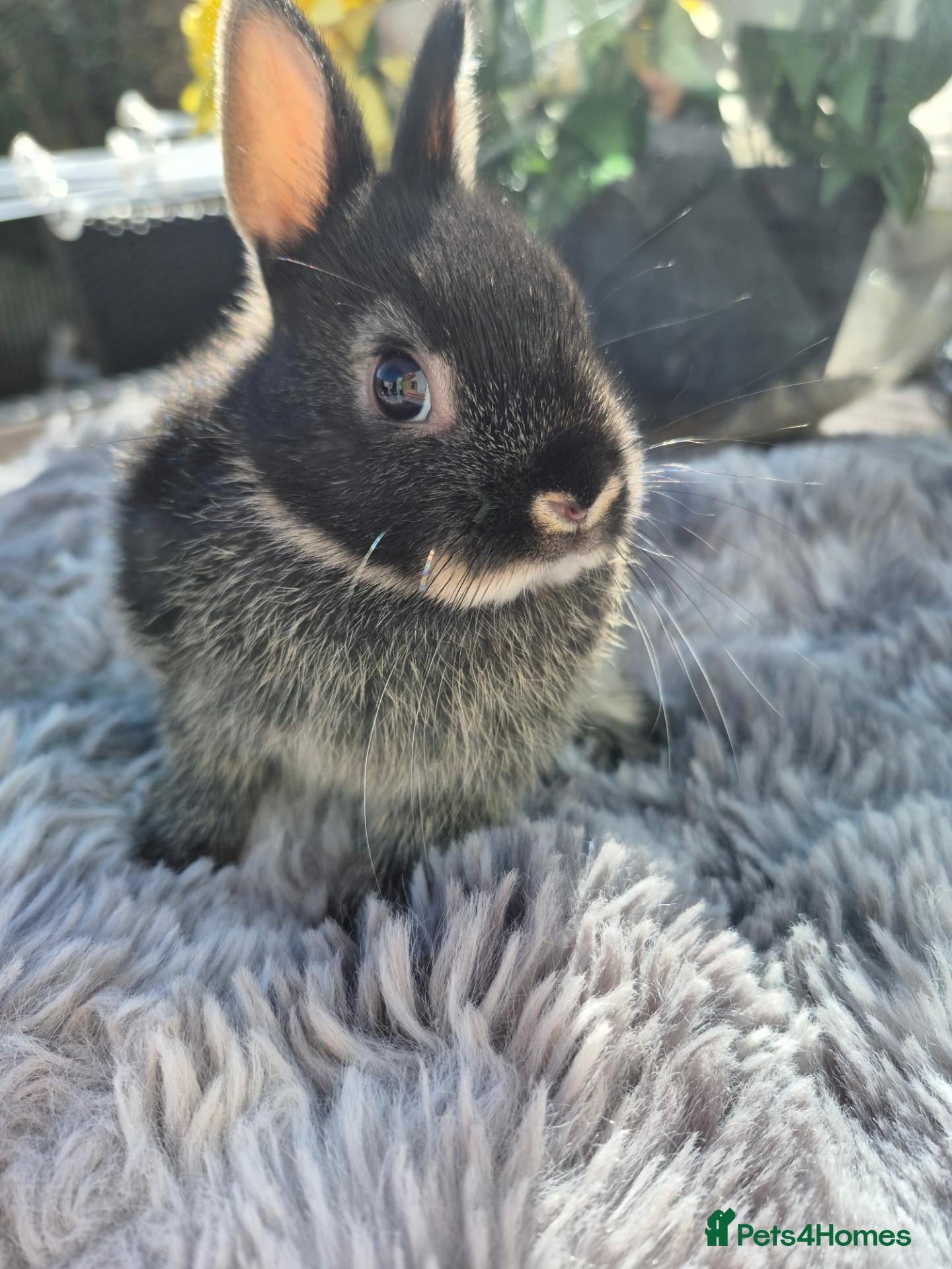 Netherland Dwarf rabbits Tiny netherland dwarfs - Advert 15