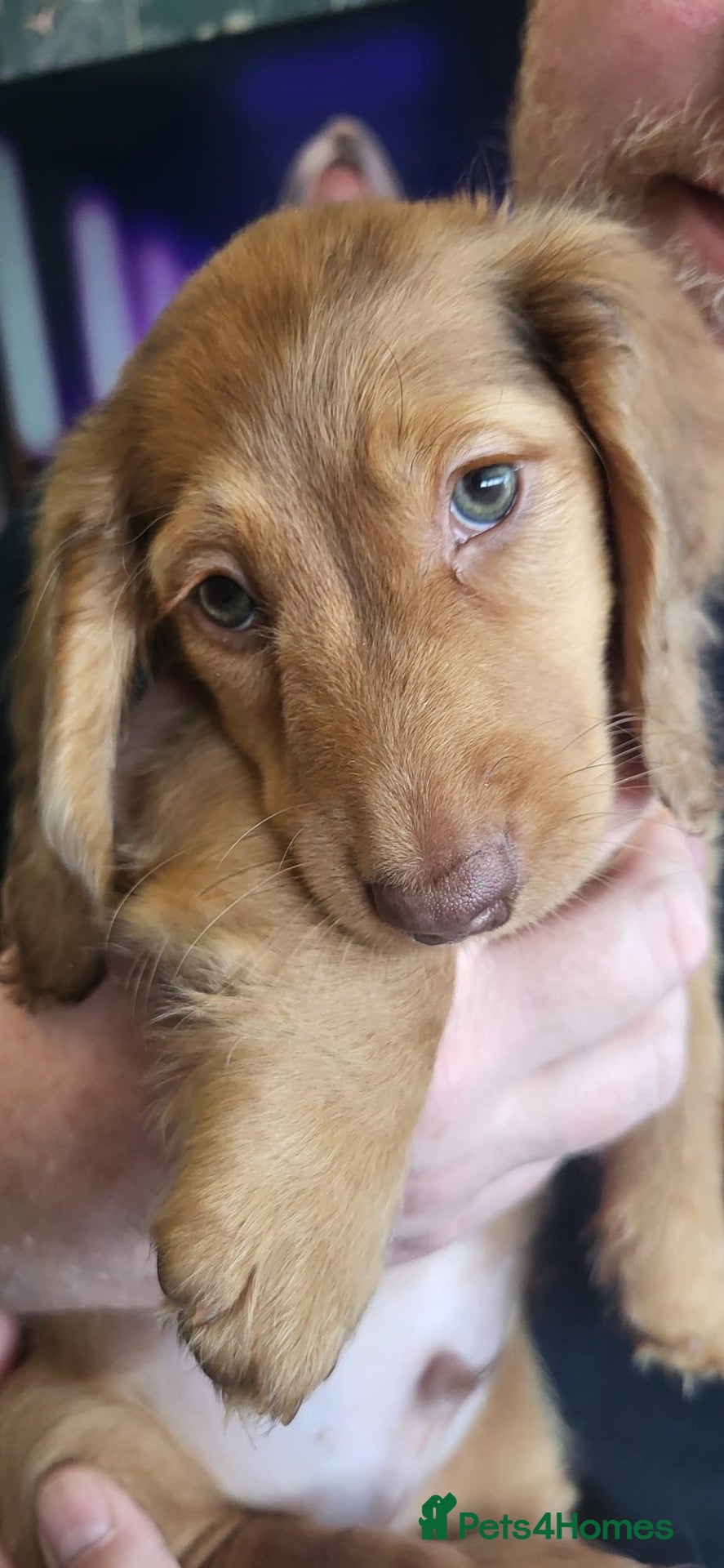 Dachshund dogs READY NOW! Beautiful Dachshund Puppies - Advert 2