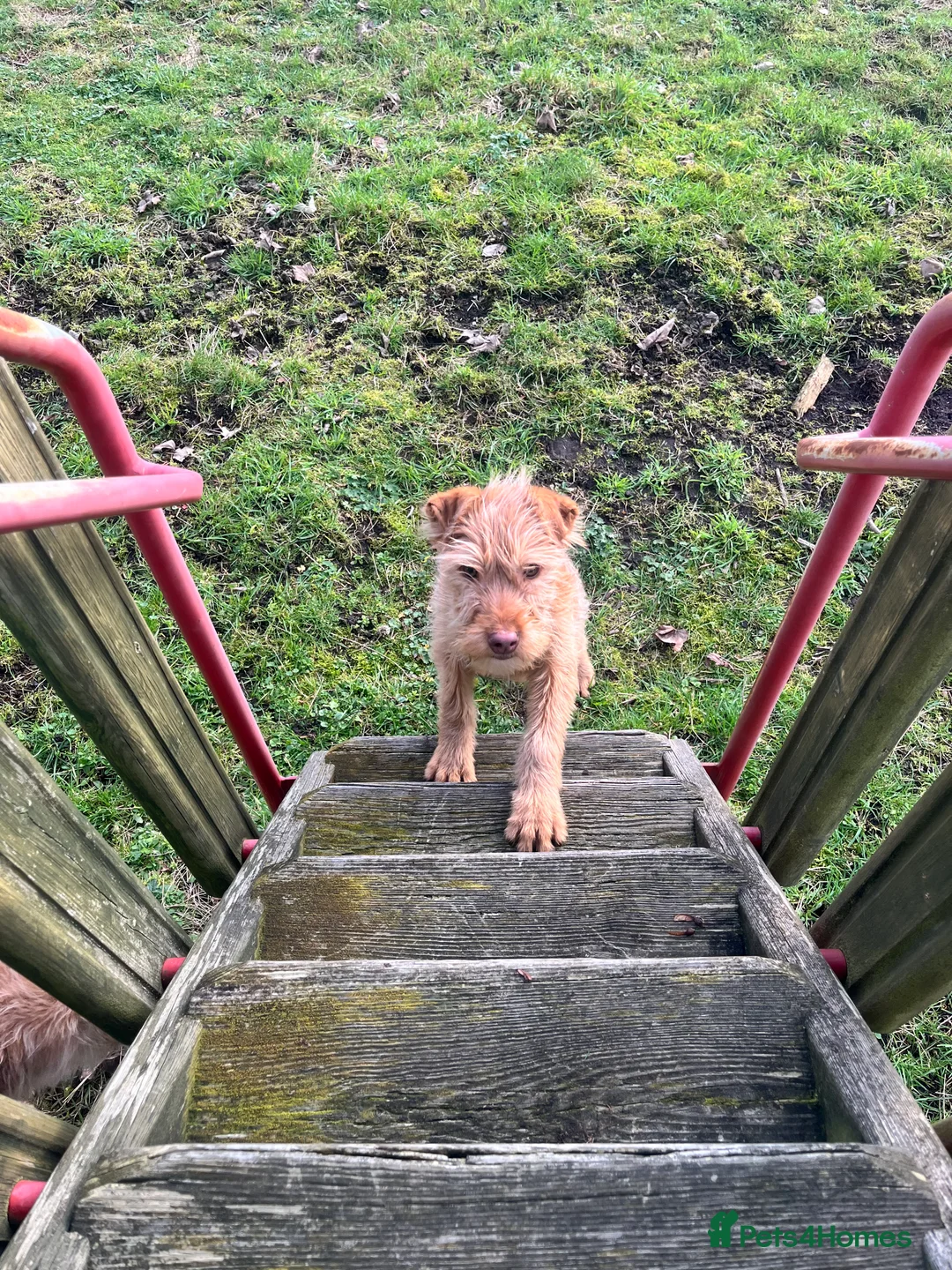 Soft Coated Wheaten Terrier dogs for sale: Irish wheaten terriers (Not soft coated)  - Advert 8