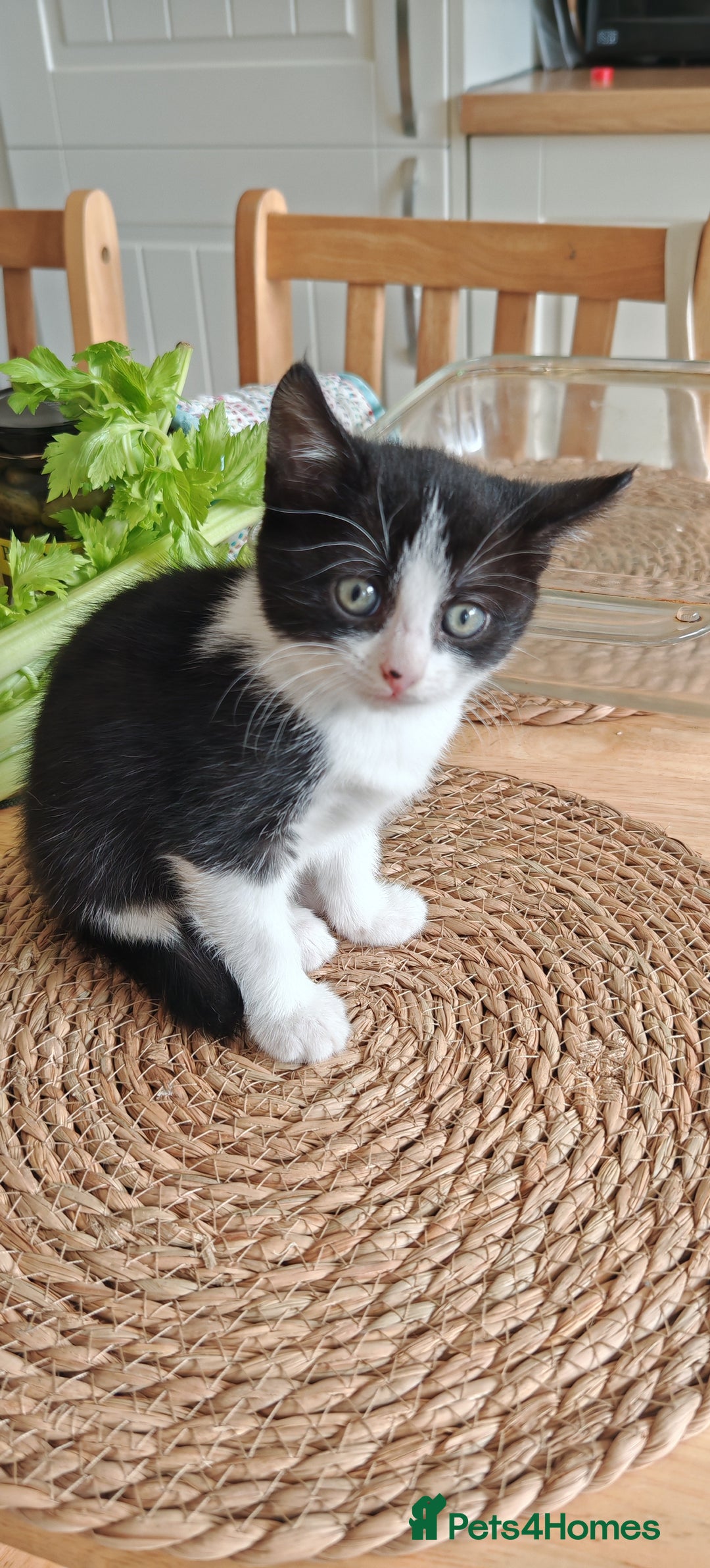 Domestic Shorthair cats for sale: Stunning Tuxedo shorthair kittens. - Image 4