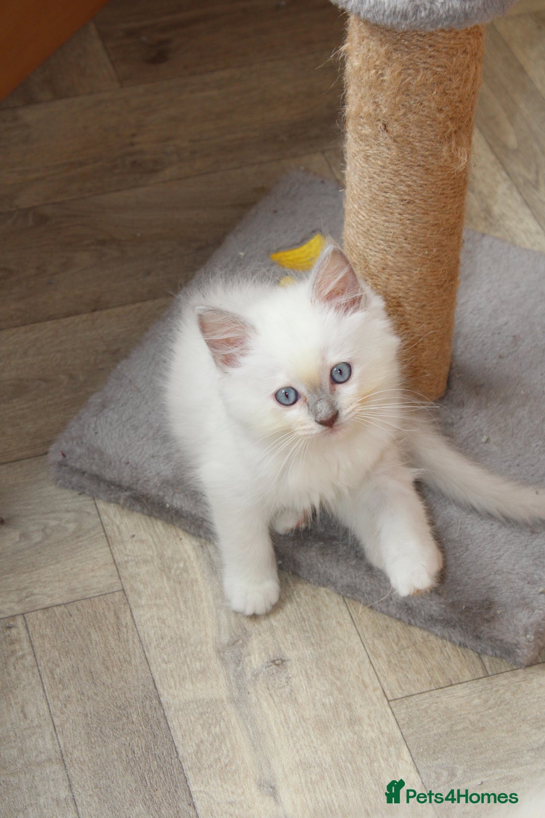Ragdoll cats for sale: GCCF registered Ragdolls  - Advert 13