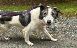 Mixed Breed dogs for adoption: Matteo - Norwich Norfolk  - Image 19