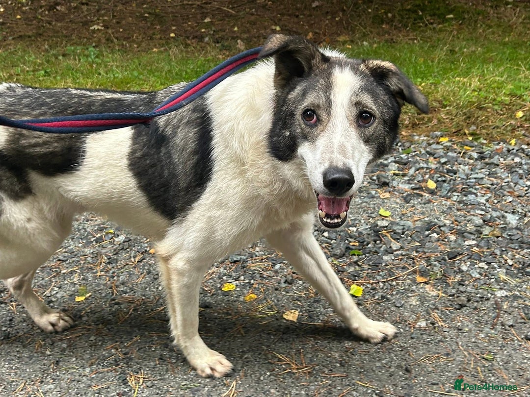 Mixed Breed dogs for adoption: Matteo - Norwich Norfolk  - Image 19