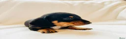 Miniature Dachshund dogs for sale: Quality Miniature Dachshund puppies - Advert 14