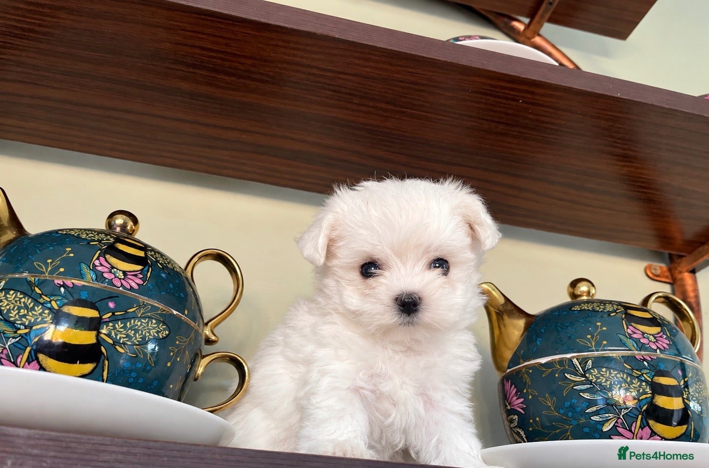 Maltese dogs Beautiful KC reg.Maltese girl available  - Advert 12