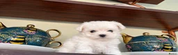 Maltese dogs for sale: Last Beautiful KC Registered Maltese Girl - Advert 4