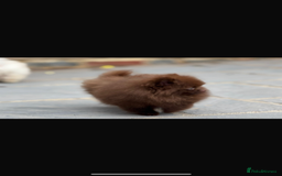 Pomeranian dogs for sale: Beautiful teddy bear chocolate boy  - Image 2