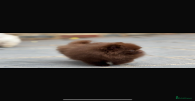 Pomeranian dogs - Advert 1