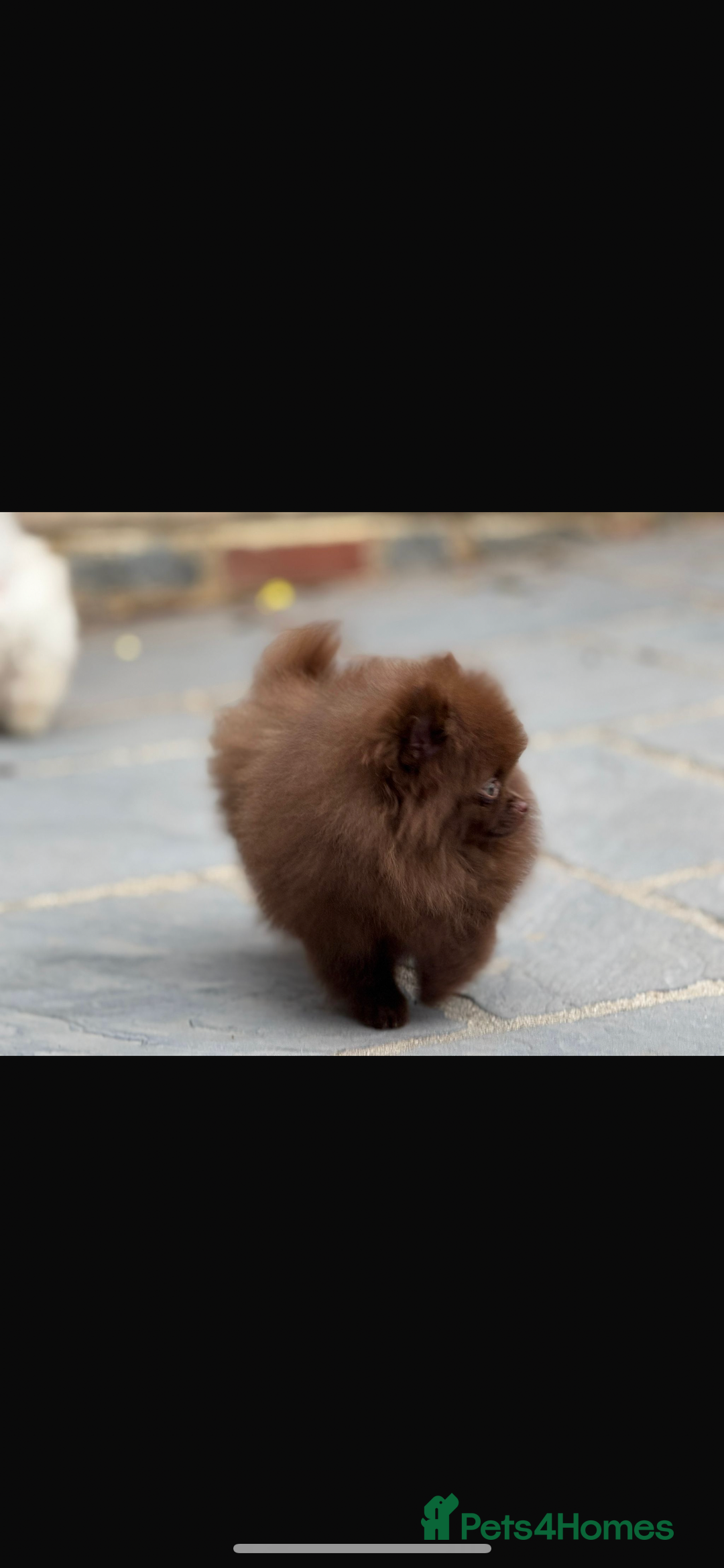 Pomeranian dogs for sale: Beautiful teddy bear chocolate boy  - Image 2