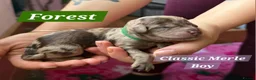 Cockapoo dogs for sale: Multigen Chocolate Merle Cockapoo Puppies - Advert 32