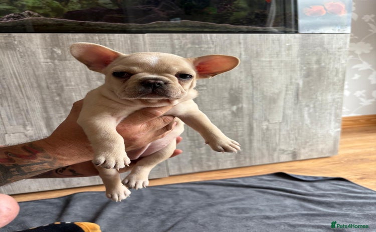 French Bulldog dogs - Advert 5