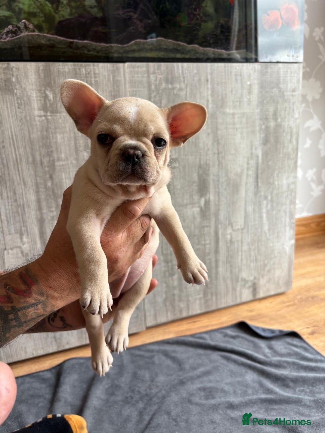 French Bulldog dogs for sale: French Bulldog Puppies - Image 5