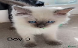 Ragdoll cats for sale: 7 Cute Ragdollyanna kittens  - Image 8
