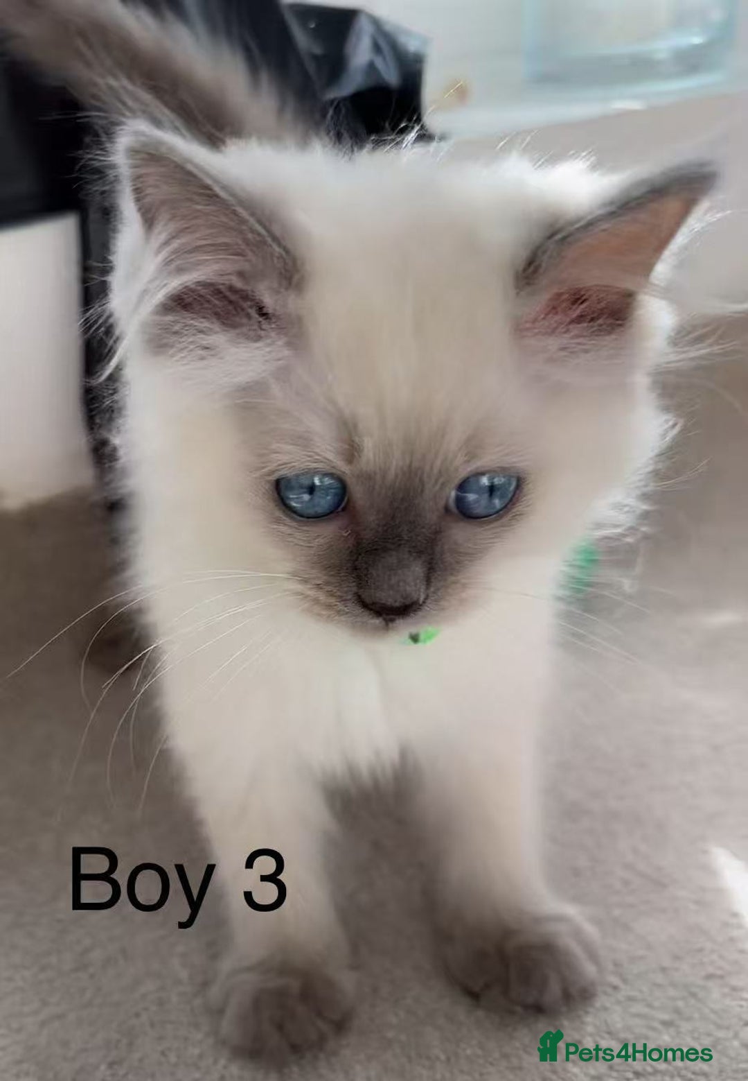 Ragdoll cats for sale: 7 Cute Ragdollyanna kittens  - Image 8