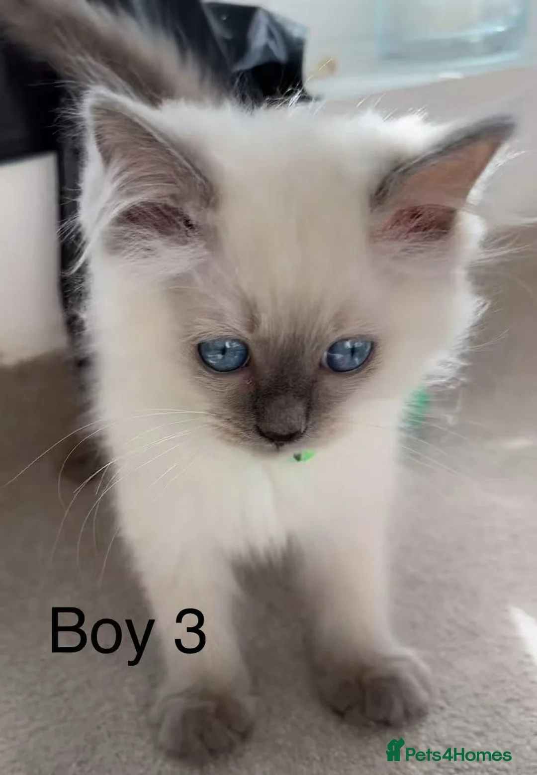 Ragdoll cats for sale: 7 Cute Ragdollyanna kittens  - Advert 7