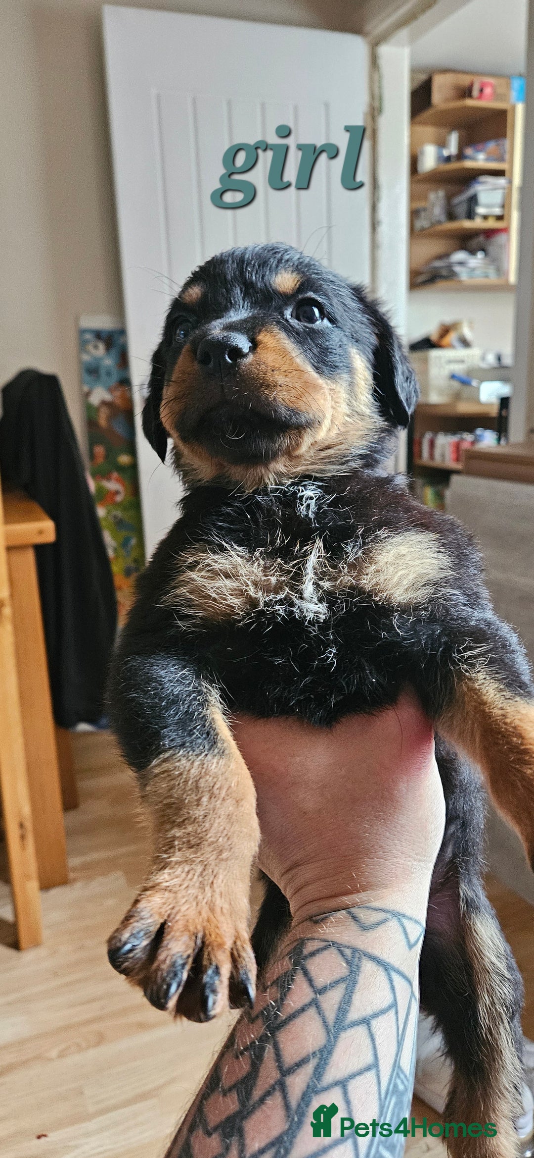 Rottweiler dogs for sale: Absolutely gorgeous rottweiler puppies - Image 15
