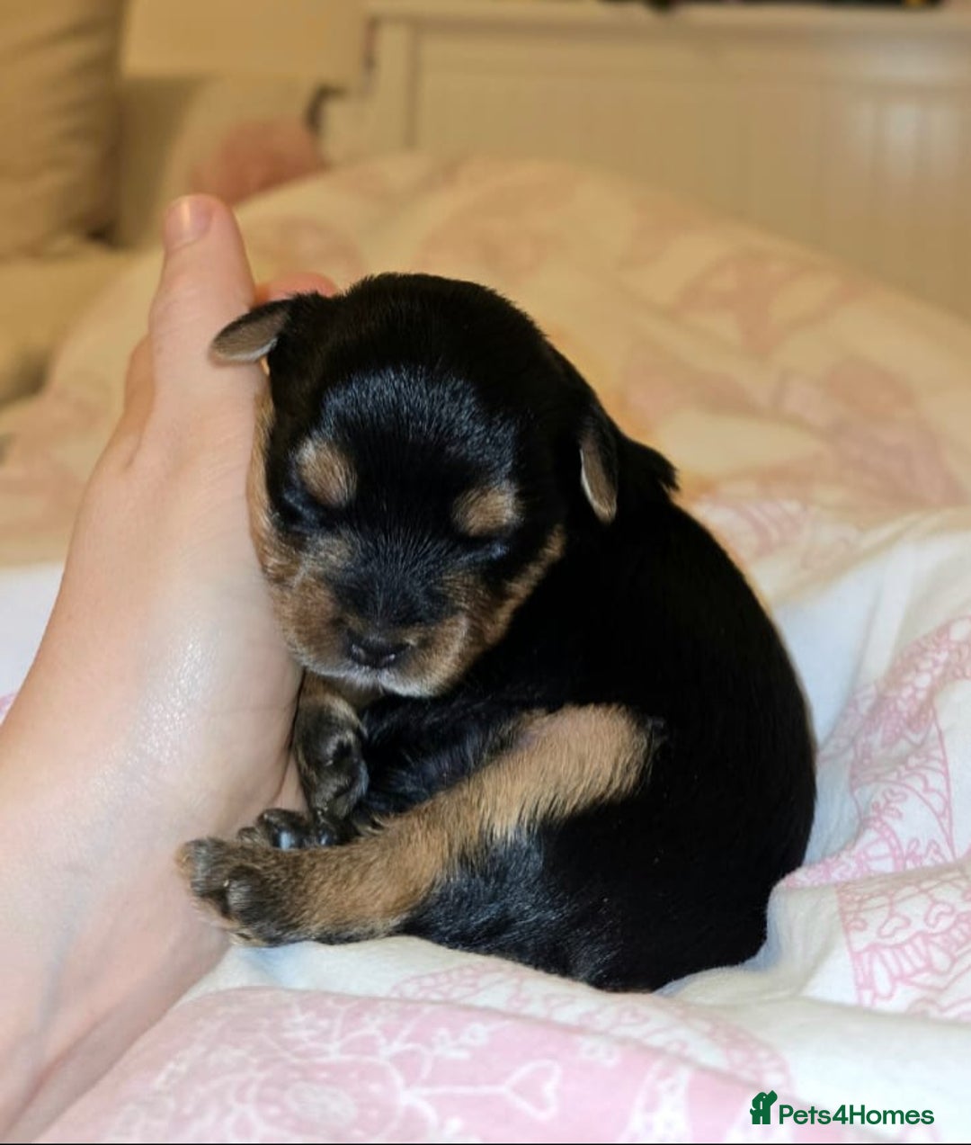 Yorkshire Terrier dogs for sale: ✨ Exquisite Yorkshire Terrier Puppies Available ✨ - Advert 4