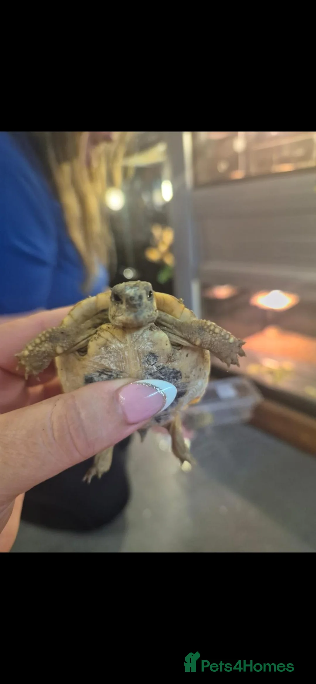 Hermann Tortoise reptiles for sale: herman tortoises in Cardigan - Advert 1