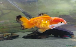 Fancy Goldfish fish for sale: Large oranda goldfish see description  - Image 3