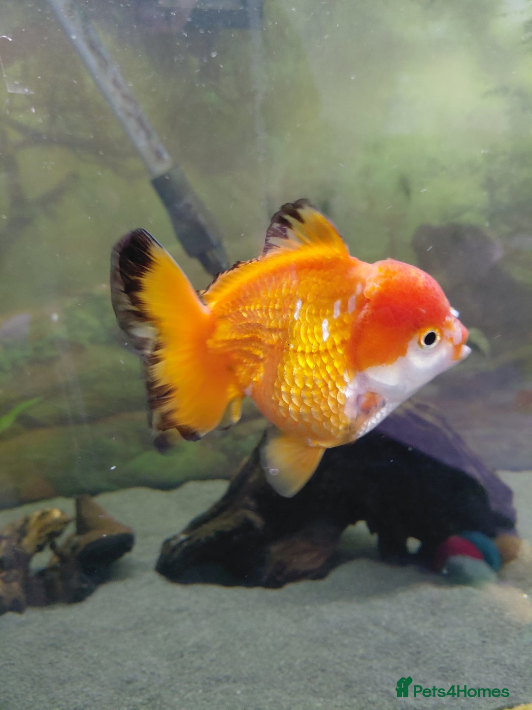 Fancy Goldfish fish for sale: Large oranda goldfish see description  - Image 3