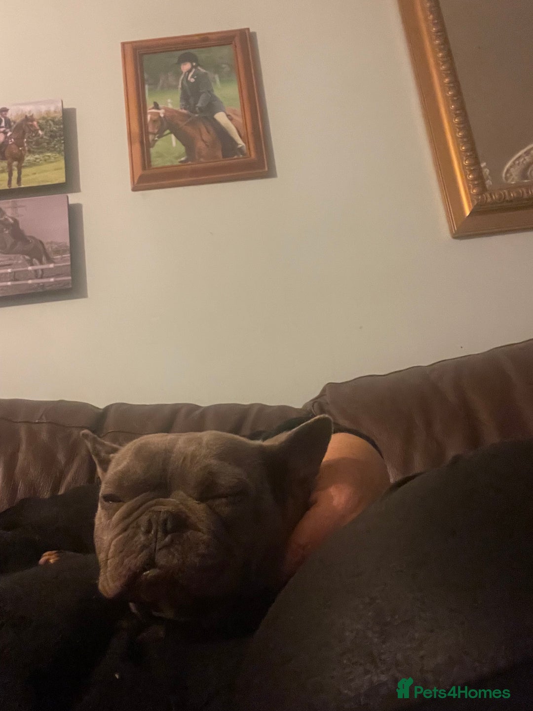 French Bulldog dogs for sale: Frenchie female - Advert 17