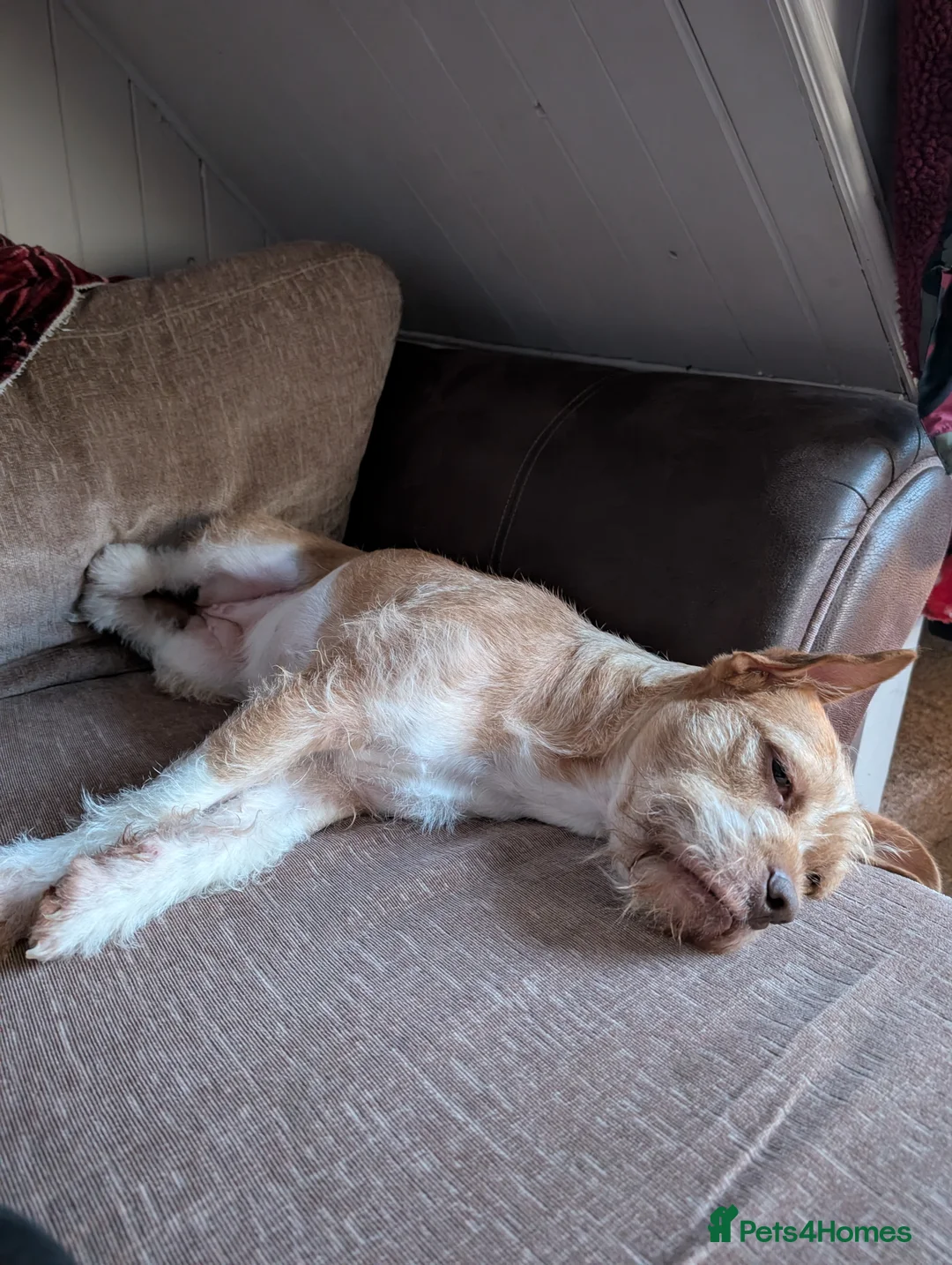 Mixed Breed dogs for sale: Poodle x bulldog for sale - Advert 9