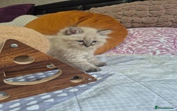 Siberian cats for sale: Pedigree Neva Masqurade/kittens - Image 9