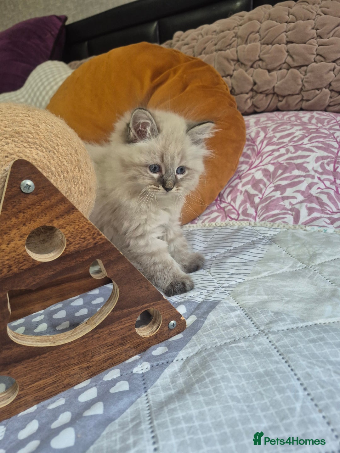 Siberian cats for sale: Pedigree Neva Masqurade/kittens - Image 9
