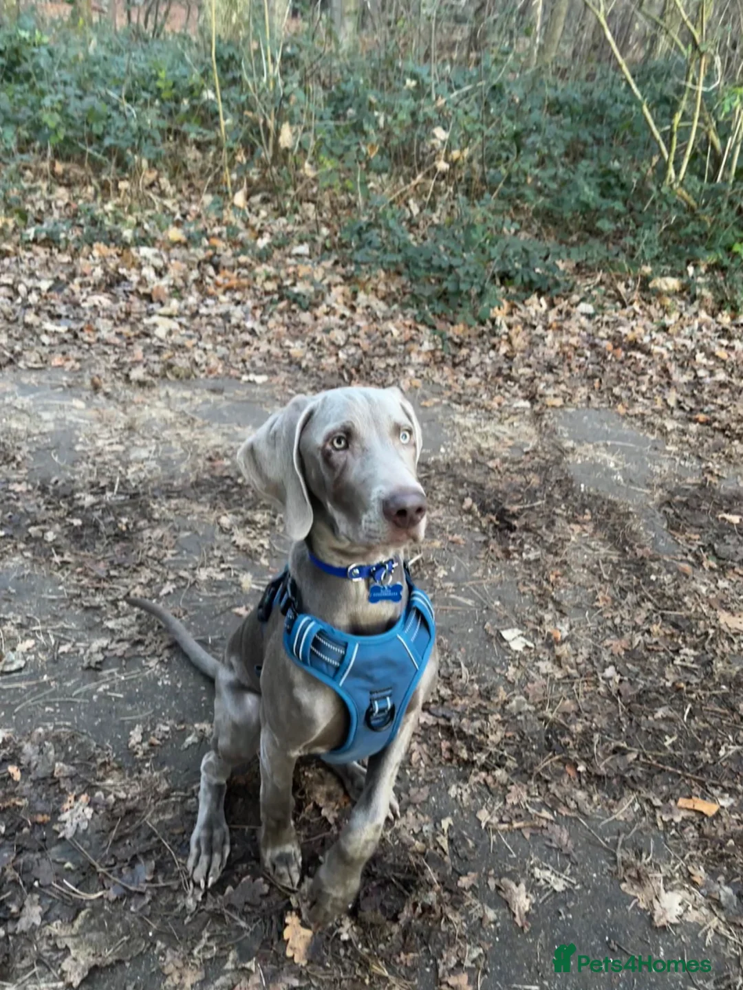 Weimaraner dogs for sale: 9 Month old puppy in Ipswich - Advert 1