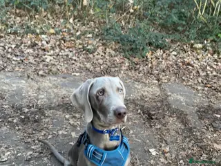 Weimaraner dogs 9 Month old puppy - Advert 16