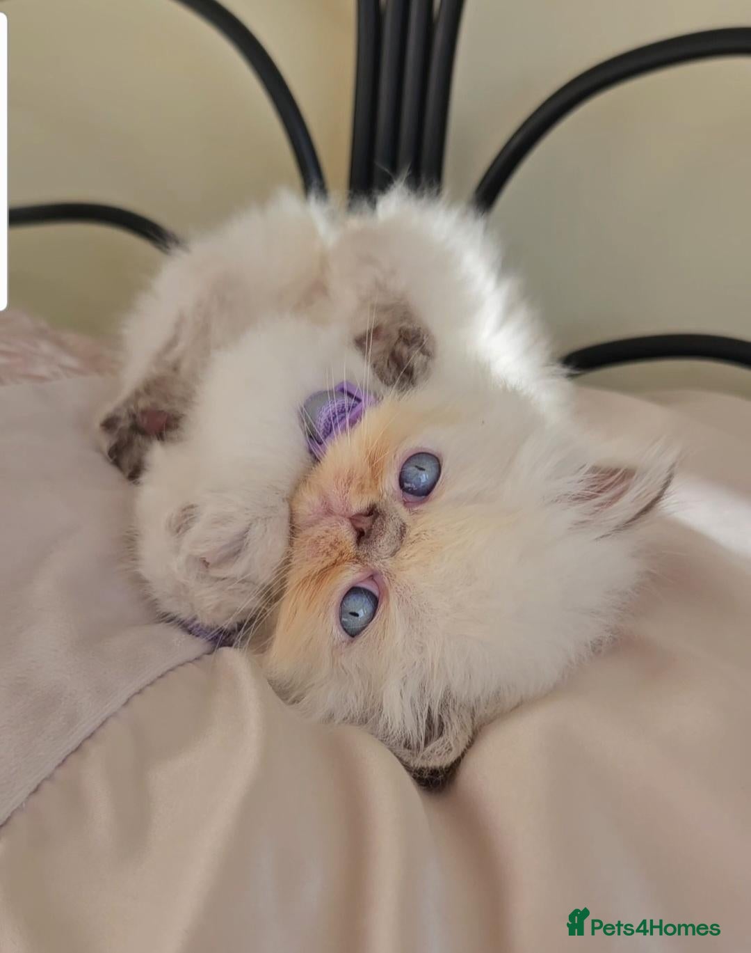 Himalayan cats Stunning Top Quality Himalayan Kittens  - Advert 1
