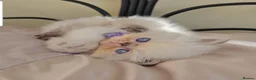 Himalayan cats for sale: Stunning Top Quality Himalayan Kittens  - Advert 1