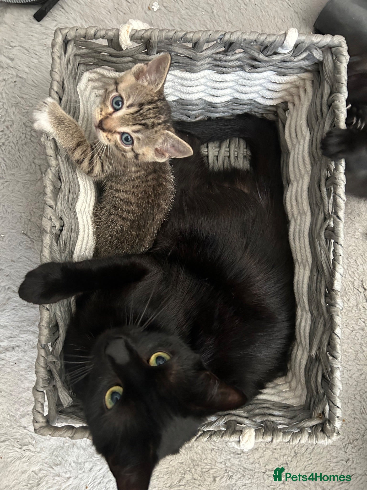 Mixed Breed cats Beautiful female kittens  - Advert 1