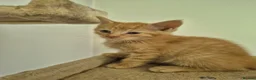Mixed Breed cats for sale: 5 Gorgeous kittens for sale in Bedford - Advert 11