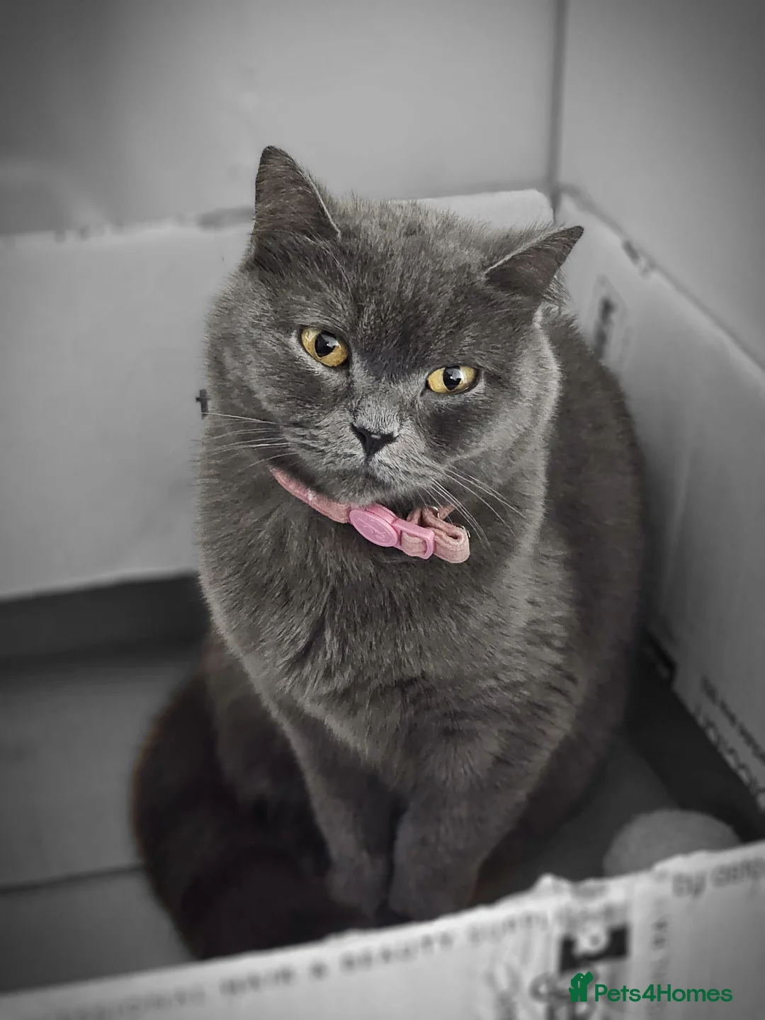 British Shorthair cats for sale: Beautiful British Shorthair Cross Kittens 🐾 - Advert 2