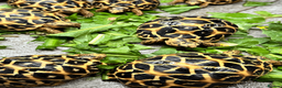 Tortoise reptiles for sale: CB26 indian star tortoise for sale - Advert 2