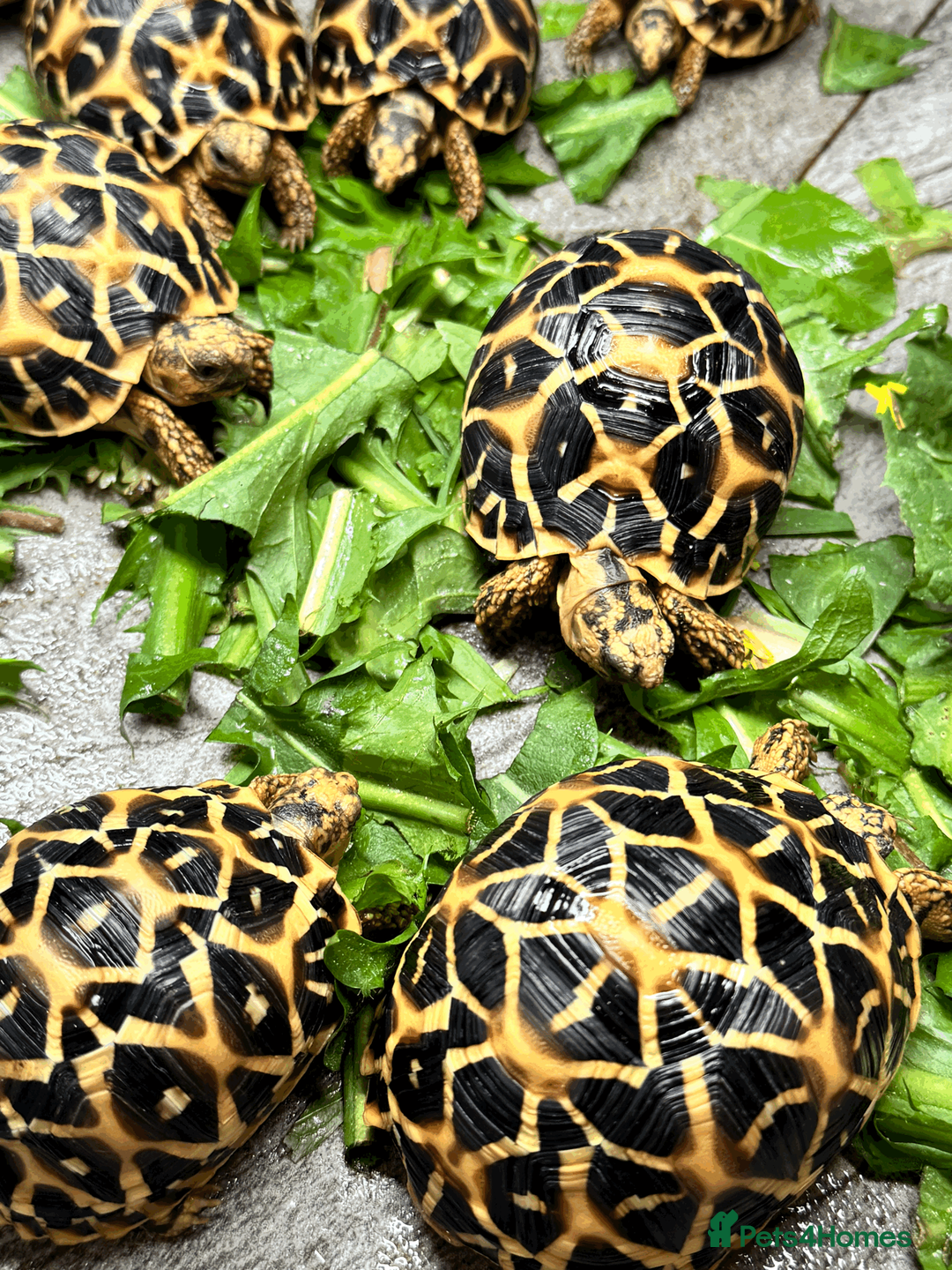 Tortoise reptiles for sale: CB26 indian star tortoise for sale - Advert 2