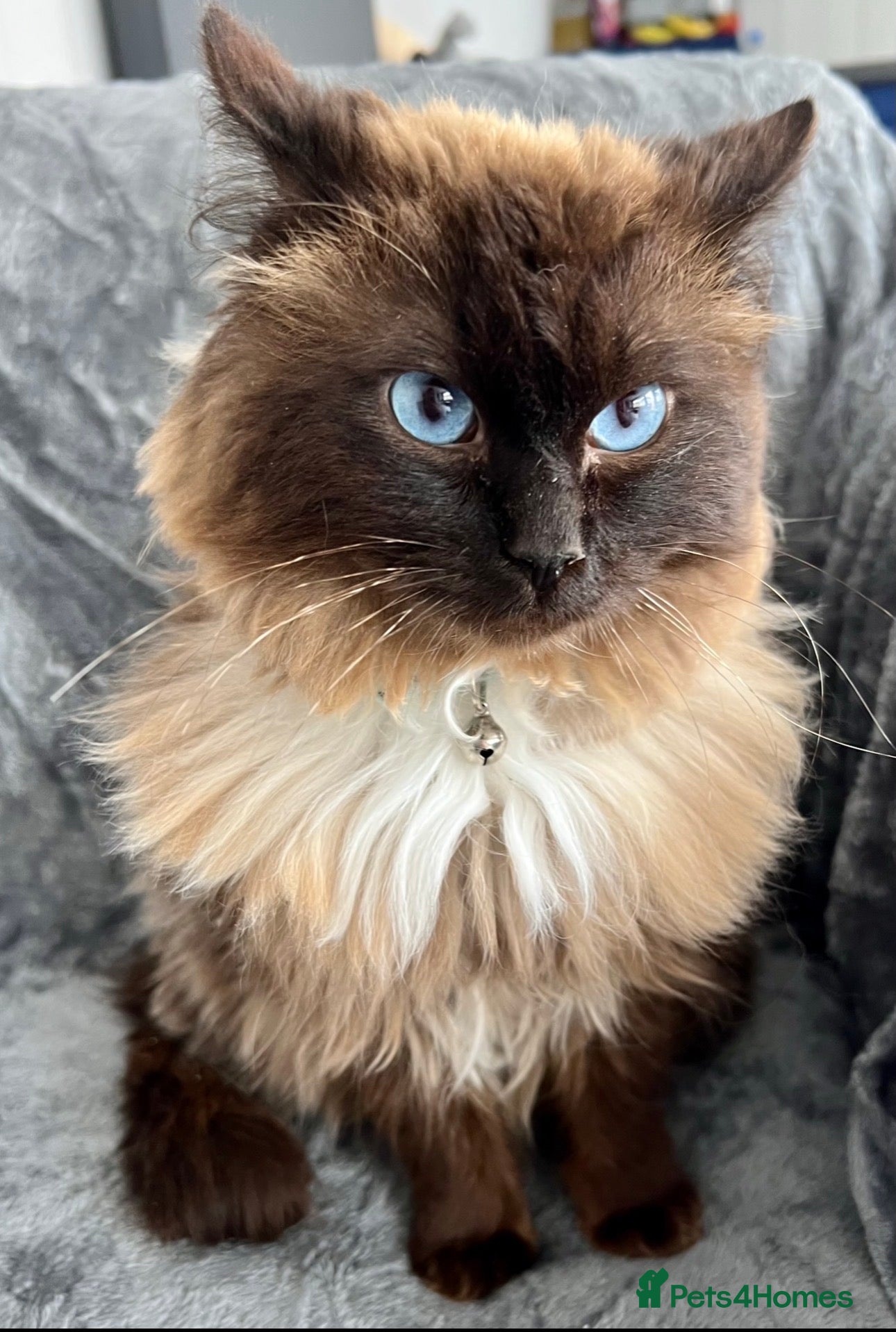 Ragdoll cats Chocolate Ragdoll for stud  - Advert 1