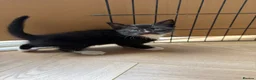 Mixed Breed cats for sale: Kittens ready now  - Advert 5