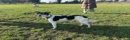 Mixed Breed dogs for adoption: Pippa - Norwich Norfolk  in Norwich - Advert 9