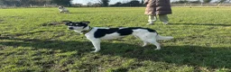 Mixed Breed dogs for adoption: Pippa - Norwich Norfolk  in Norwich - Advert 9