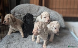 Toy Poodle dogs for sale: Toy poodles Genetic health tested  - Image 17