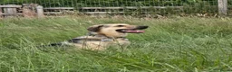 Mixed Breed dogs for adoption: SWEET OSCAR READY FOR HIS FOREVER FAMILY - Advert 8